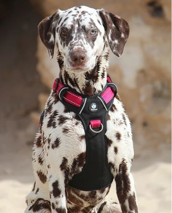 Huskimo Ultimate Harness Uluru