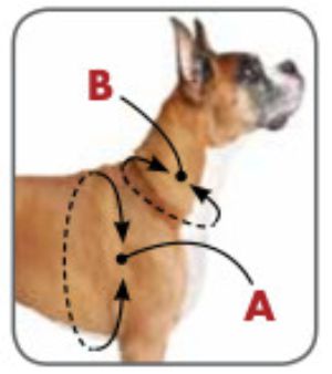 Petsafe 3 in 1™ Harness and Car Restraint