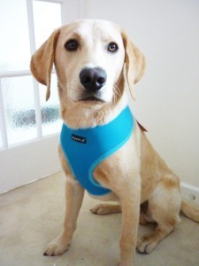 Puppia Soft Air-Mesh Dog Harness 