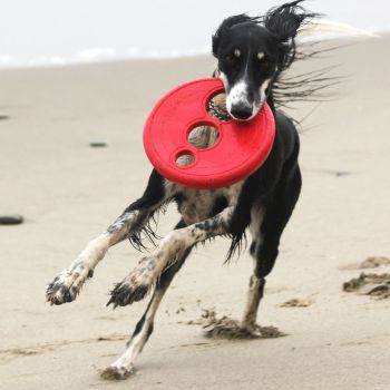 Rogz RFO Frisbee Fetch Dog Toy