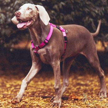 Rogz Utility Dog Pink Harness