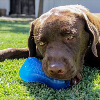 Rogz Blue Yumz Chew Toy