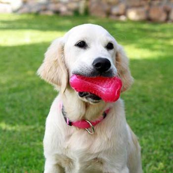 Rogz Yumz Treat Dog Toy, Pink