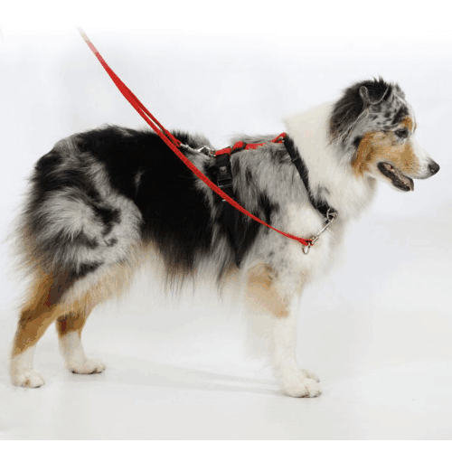 Blue-9 Balance Harness on dog