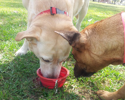 P4P's Pop Up Portable Drinking Bowl