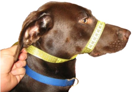 K9 Bridle Measuring your dog