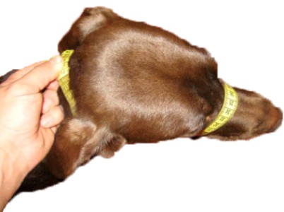 K9 Bridle Measuring your dog