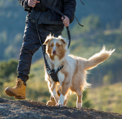 Rogz Explorer Harness Black