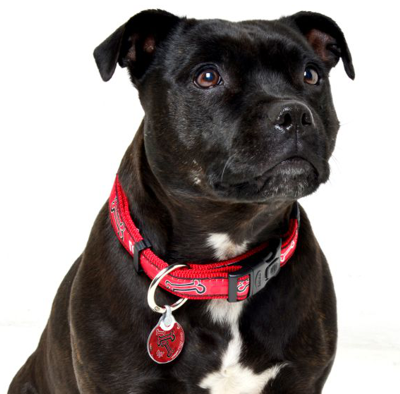 Rogz Fancy Dress Dog Collar, Red Rogz Bone Design