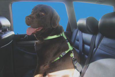 Rogz Utility Lime Harness