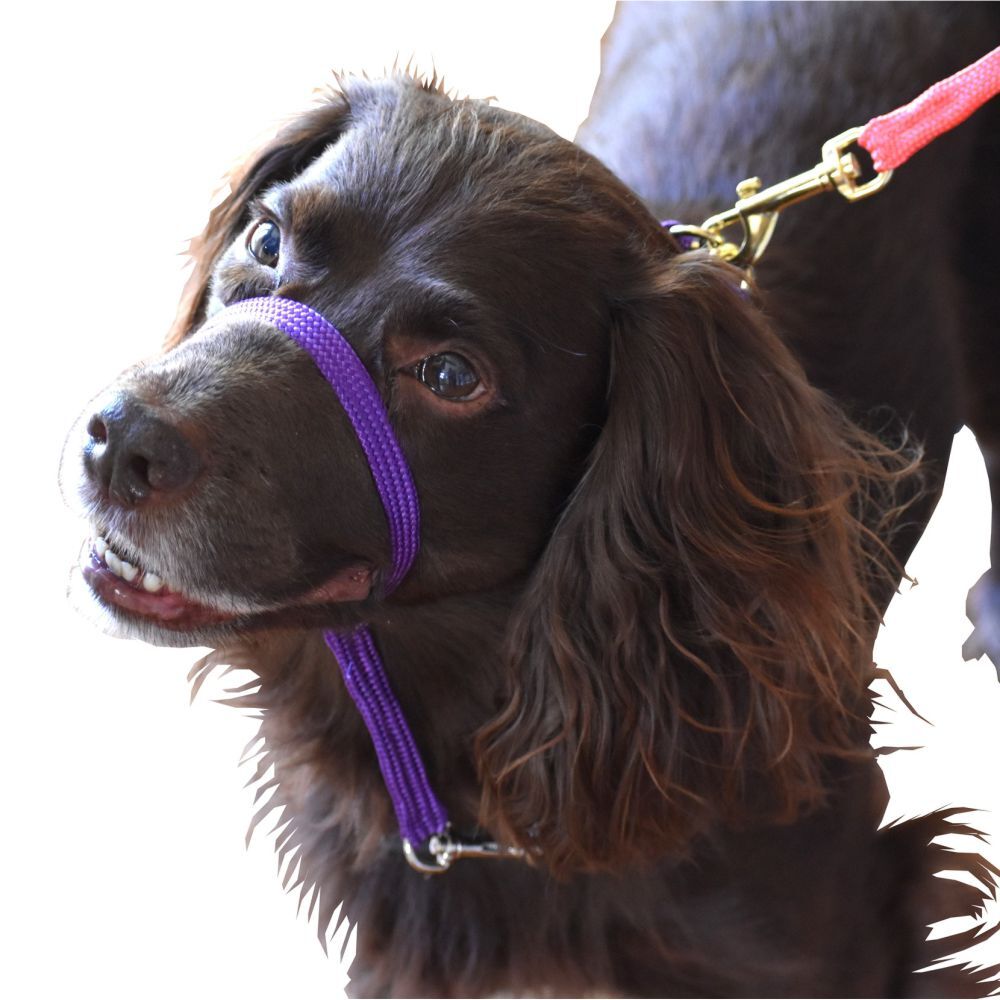 K9 Bridle Dog Training Head Halter Purple