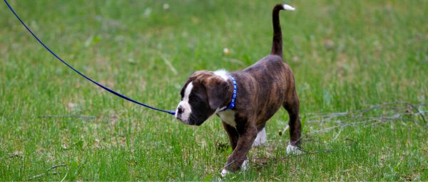 What to train first - dog training for first time owners
