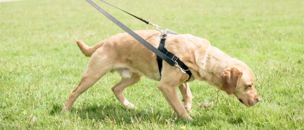 How to Prevent Your Dog From Pulling on a No-Pull Harness