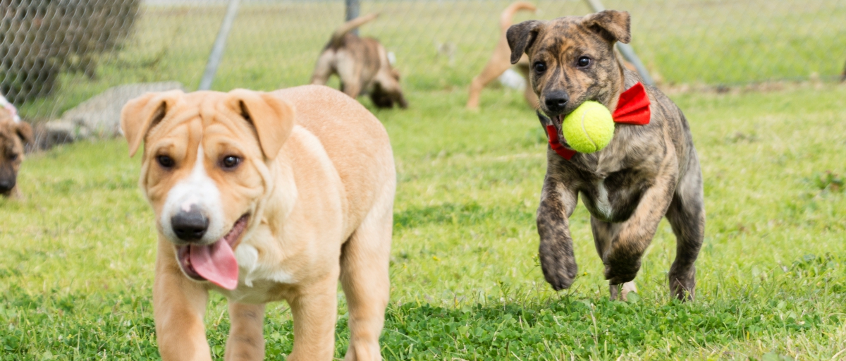 Playing Nice: Appropriate Dog Park Behaviour Tips