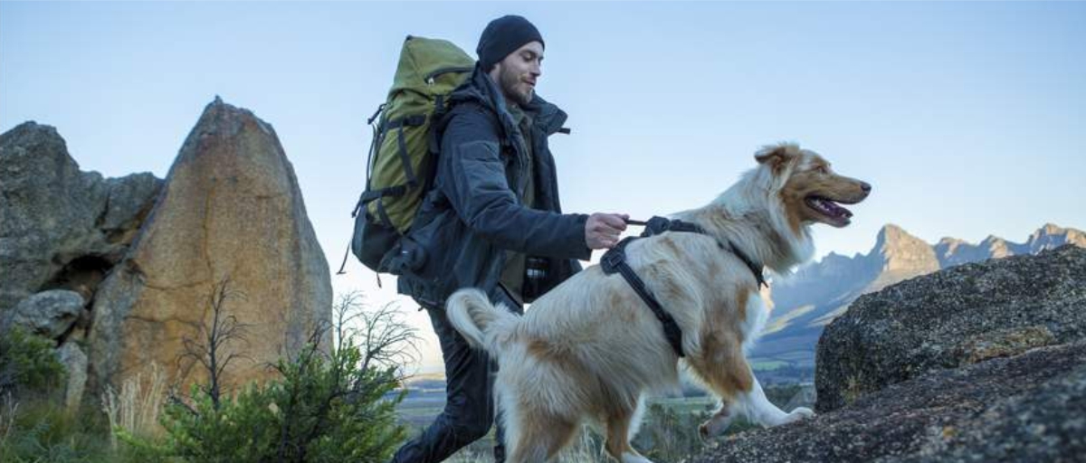 Hiking with Your Dog: Essential Equipment and Tips