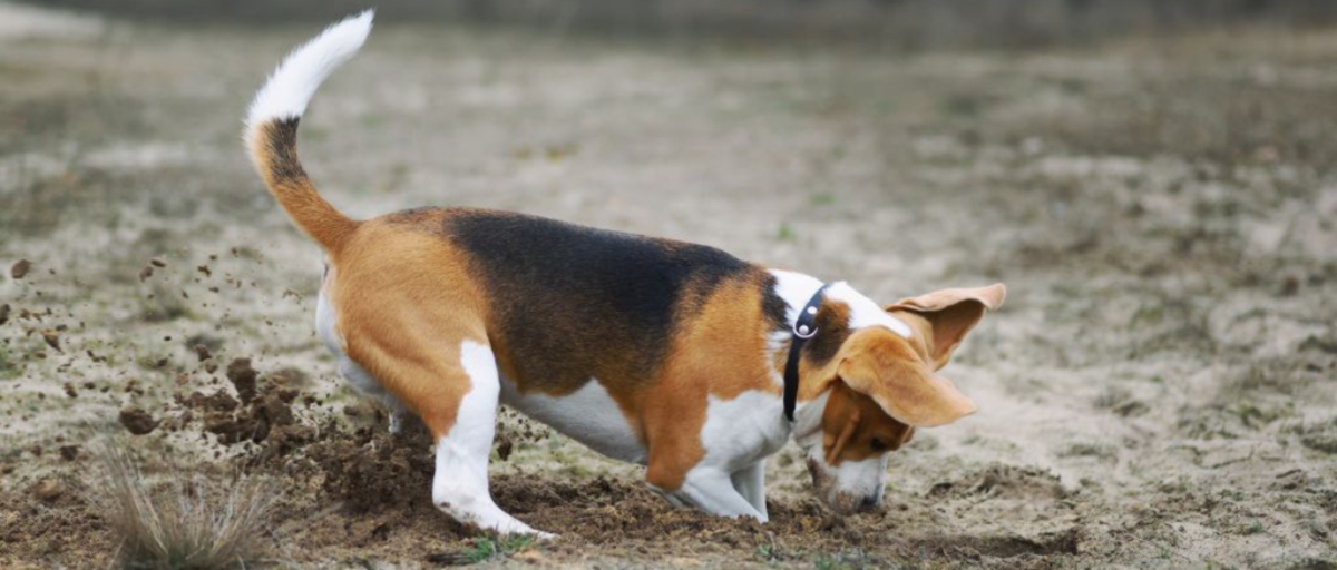 Dog Behaviours Explained