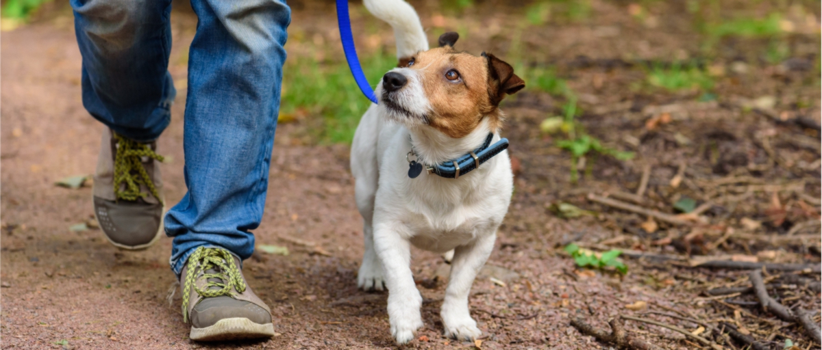Well-mannered Loose Leash Walking